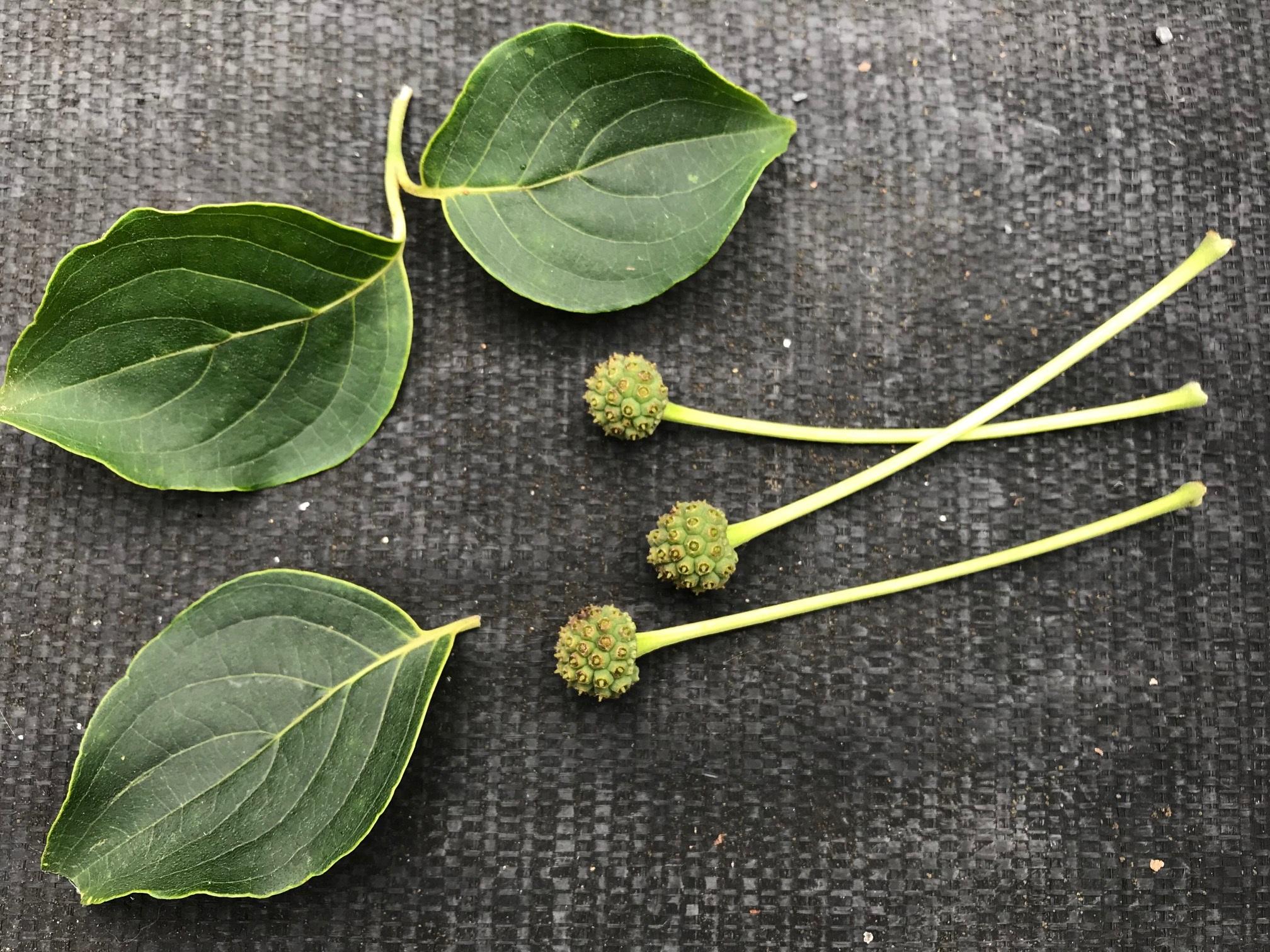 Photo of both leaves and buds