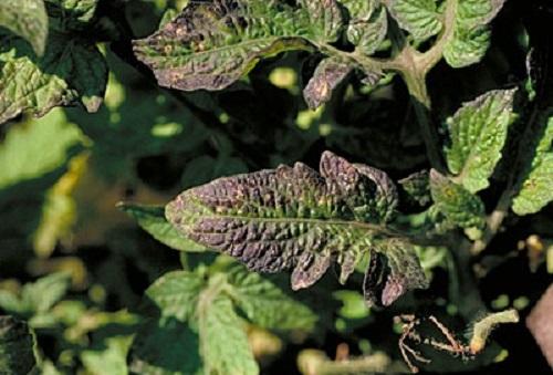 Nutrient Deficiency of Vegetable Plants | University of Maryland Extension