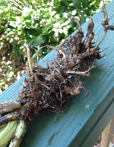 Root knot nematode damage on roots of Swiss chard