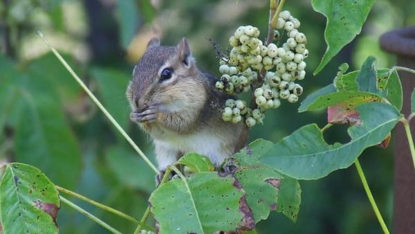 chipmunk feeding on poison ivy berries