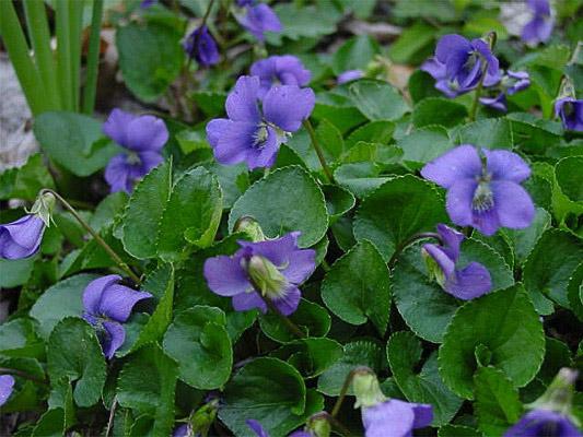 wild violet