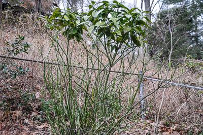Aucuba shrub damaged by deer feeding