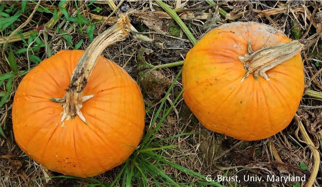 Harvested pumpkins with poor handles