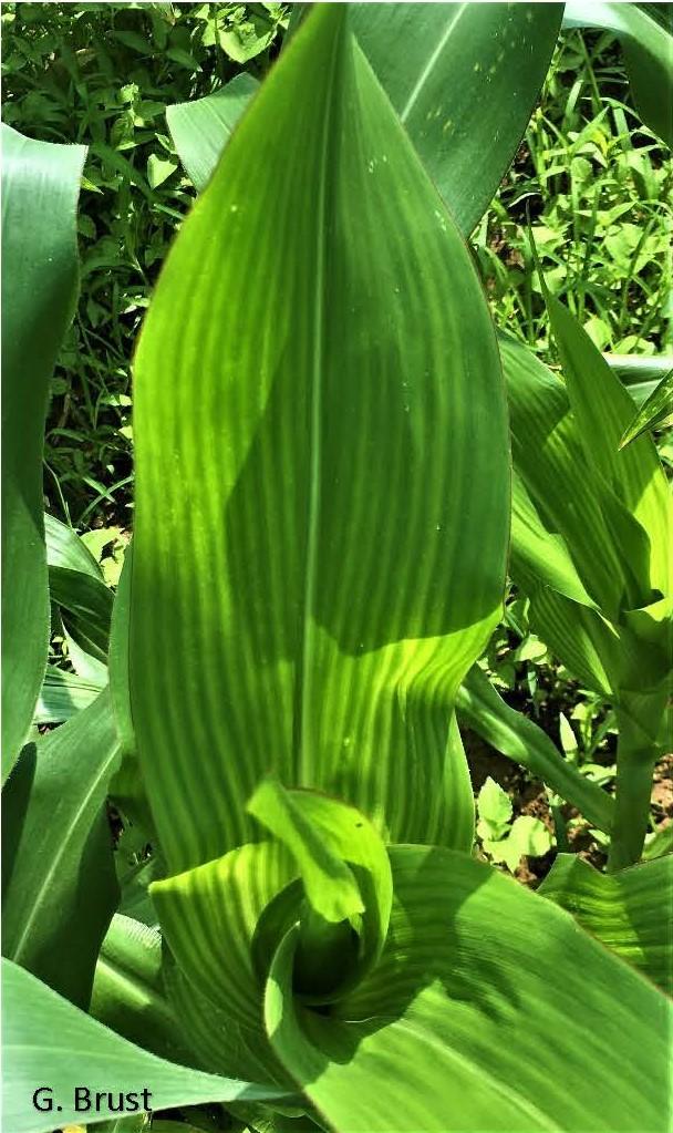 Striping in sweet corn leaf caused by S deficiency