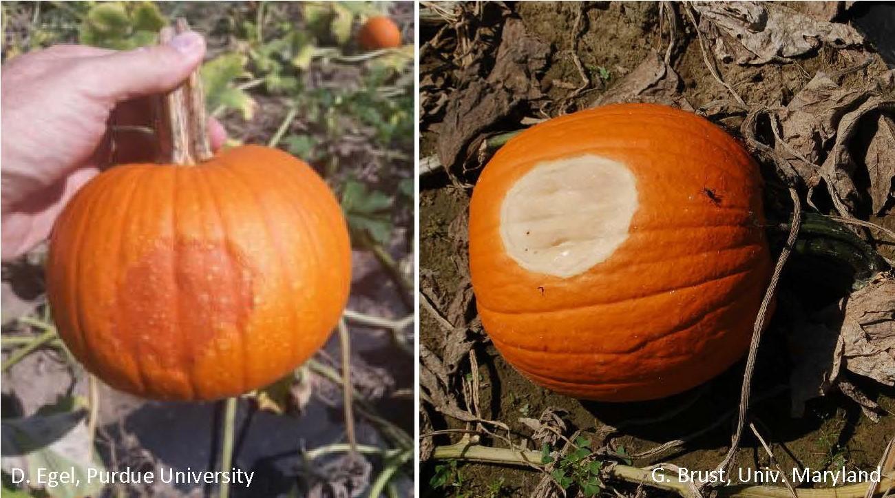 Sunburn (red spot) and sunscald (white spot) on harvested pumpkins