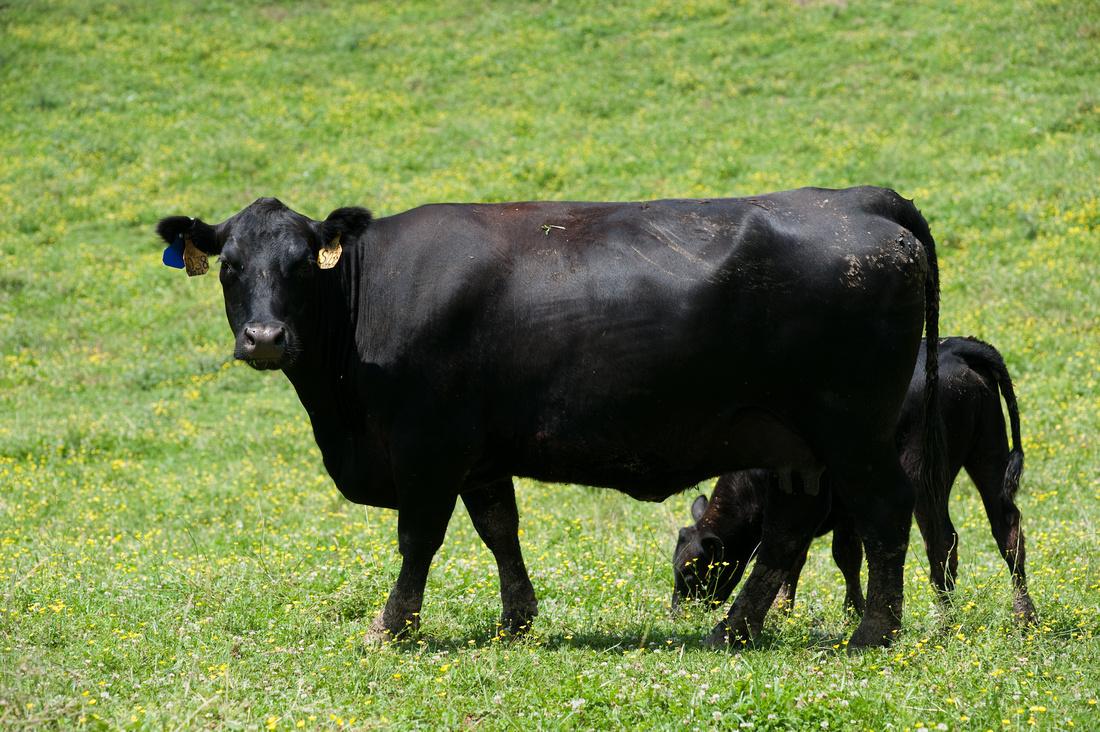 Angus Beef Cattle and calf