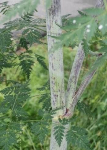 Figure 2. Purple blotches on stem of poison hemlock.