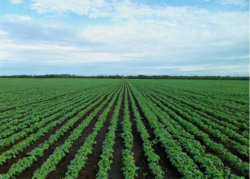 Soybean field, Image: pixabay.com