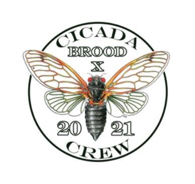 Cicada Brood Crew 2021 logo