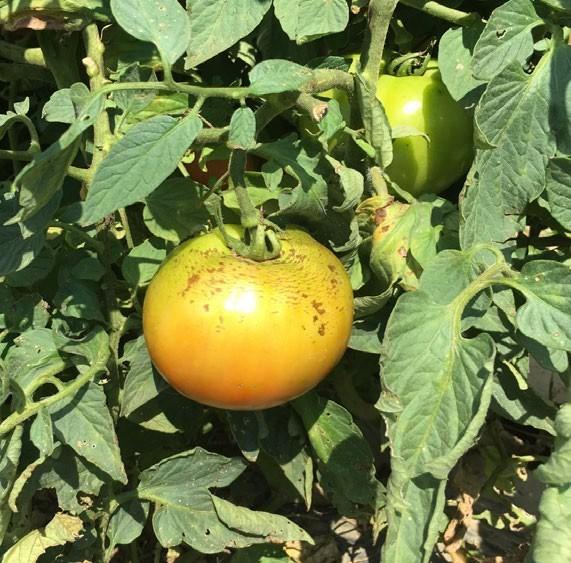 Exposed tomato fruit with rain check, other fruit with foliage cover has none