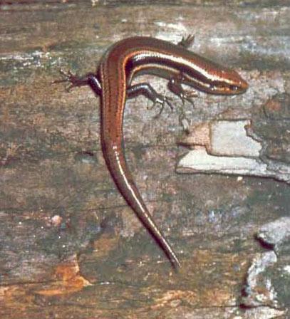Adult Northern Coal Skink. Photo courtesy Charlie Stine.