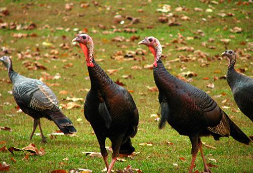 Small flock of turkeys. Photo by Kerry Wixted, Maryland DNR