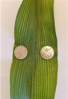 Figure 1. Corn with sulfur deficiency.