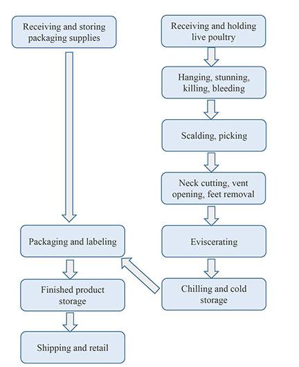 Example flow chart for poultry slaughter.