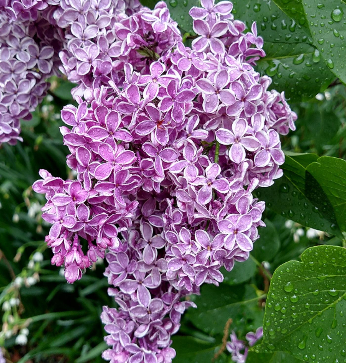 lilac bloom