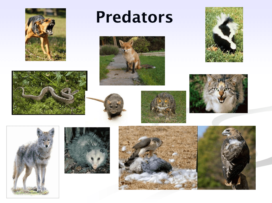 DIfferent poultry predators - dog, skunk, cat, fox, coyote, rats, snake