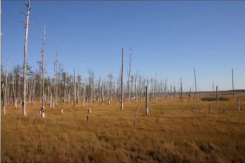 Ghost forest at Blackwater National Wildlife Refuge. Photo by USFWS.