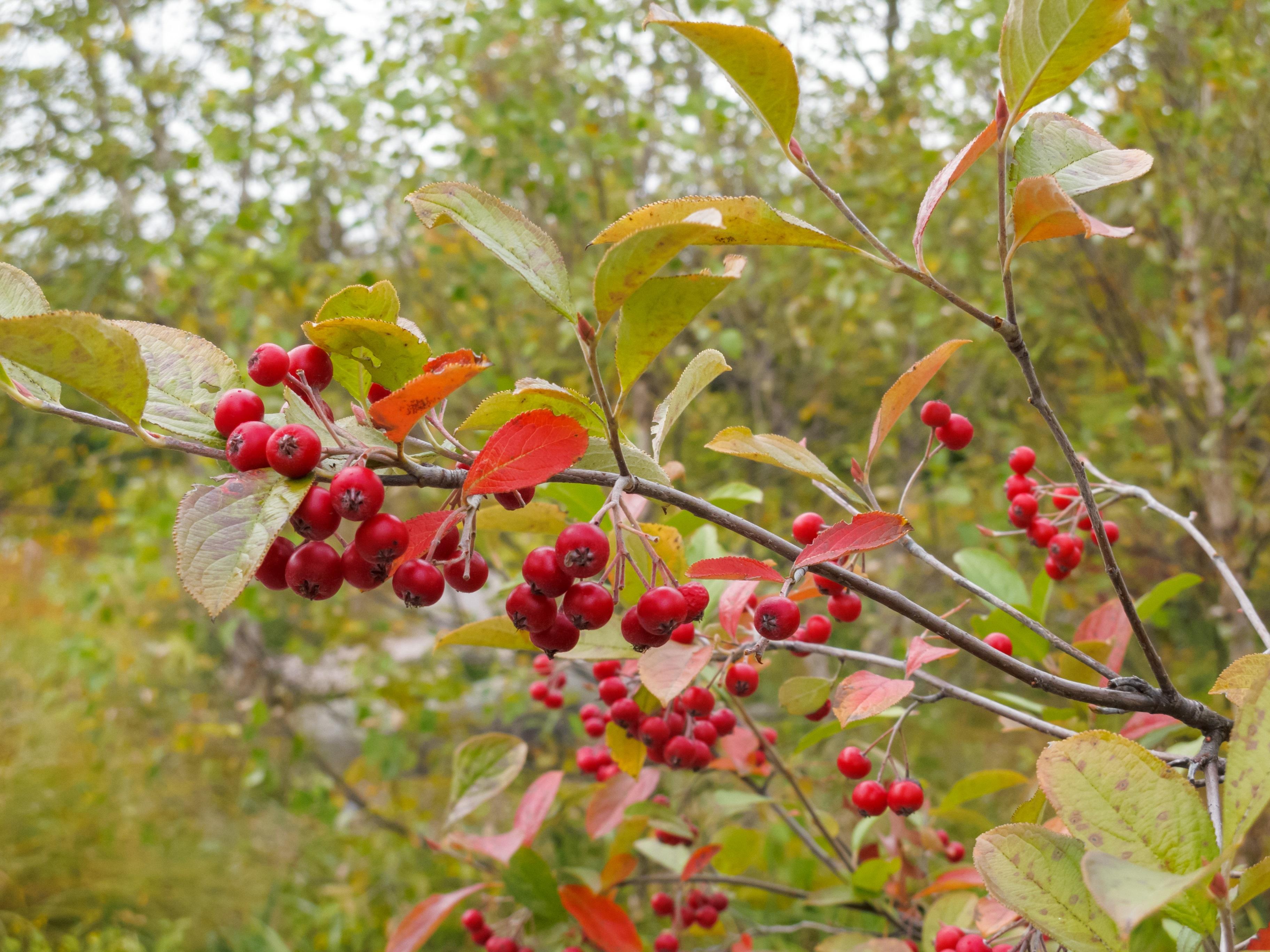 red berries on a chokeberry plant