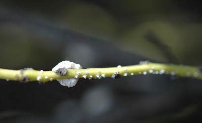 Indian wax scale on thin twig