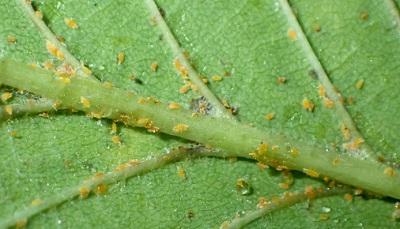 european elm scale crawlers along leaf veins