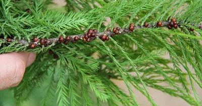Soft Scales on Trees and Shrubs | University of Maryland Extension