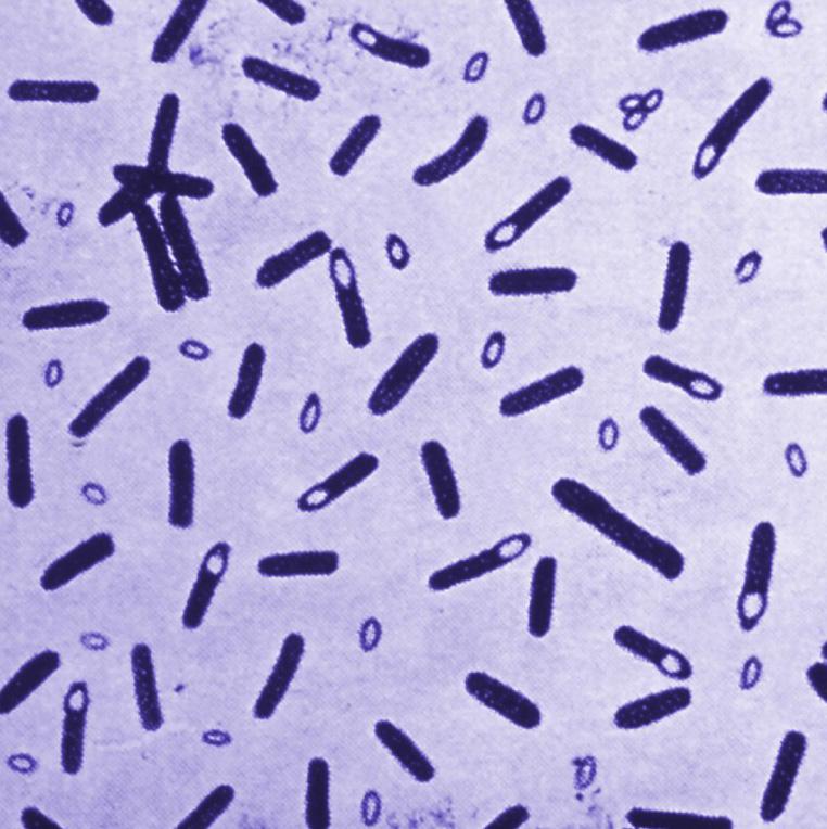 Figure 1. Image Clostridium botulinum, Image credit: CDC