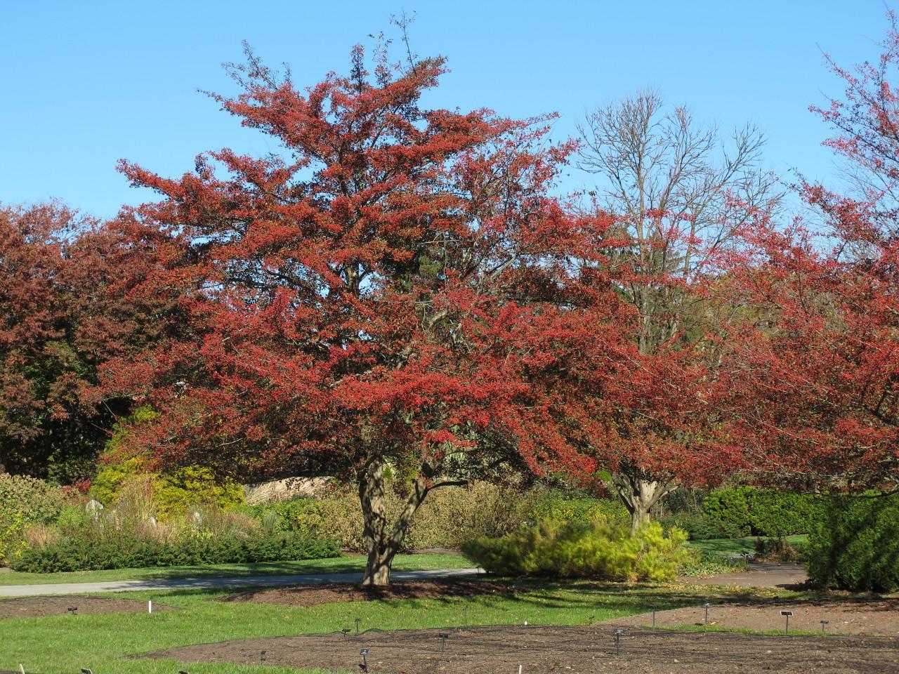 red berries of a winter king hawthorn tree