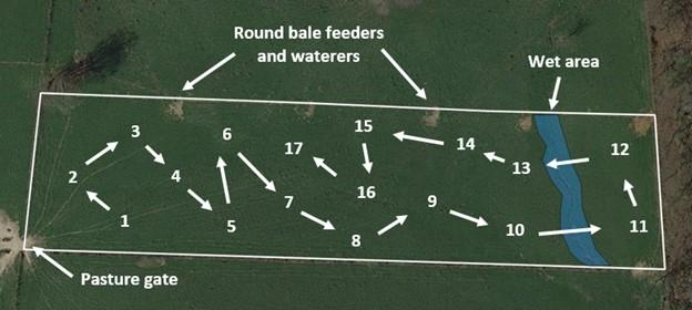 Figure 4: An example of using a field map to randomly select soil sampling locations in a pasture field, avoiding space where animals congregate for feeding, an area that stays wet in the spring, and bare soil near the entrance.