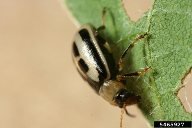 Bean leaf beetle (Cerotoma trifurcata), Image by Winston Beck, Iowa State University