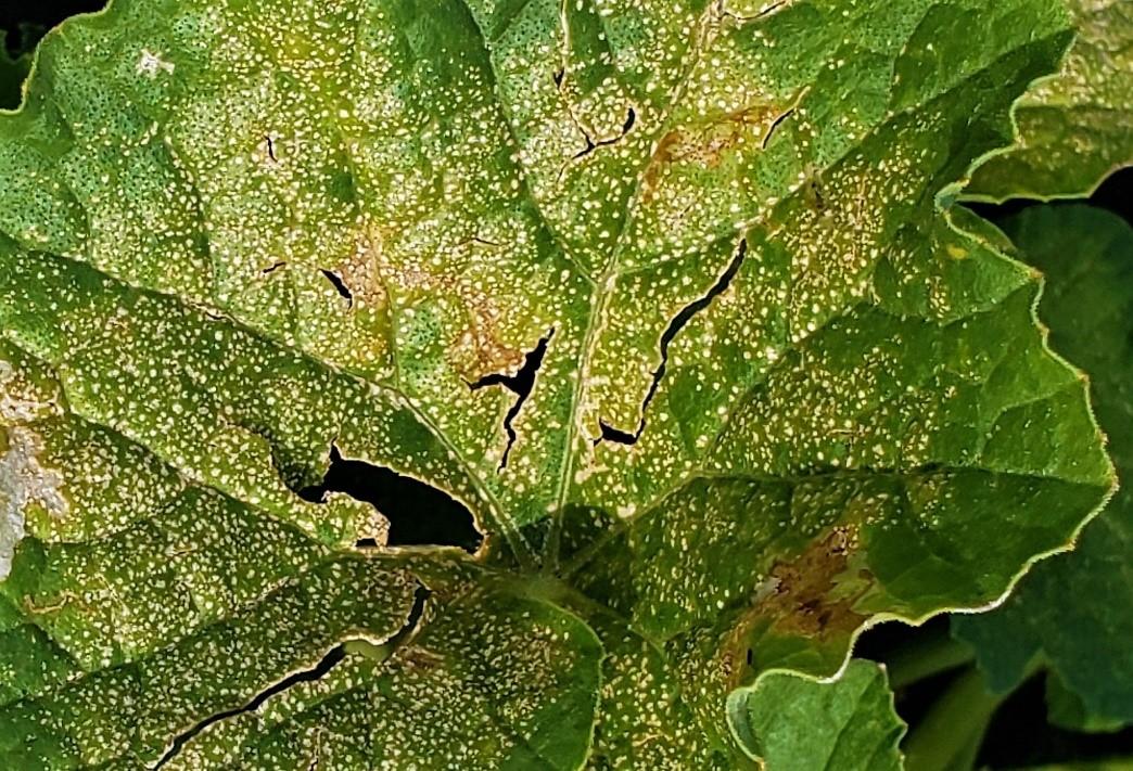 Fig. 1 Ozone damage to cucurbit foliage