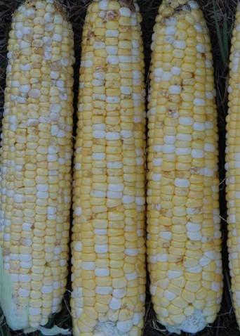 Sweet corn with stink bug damage