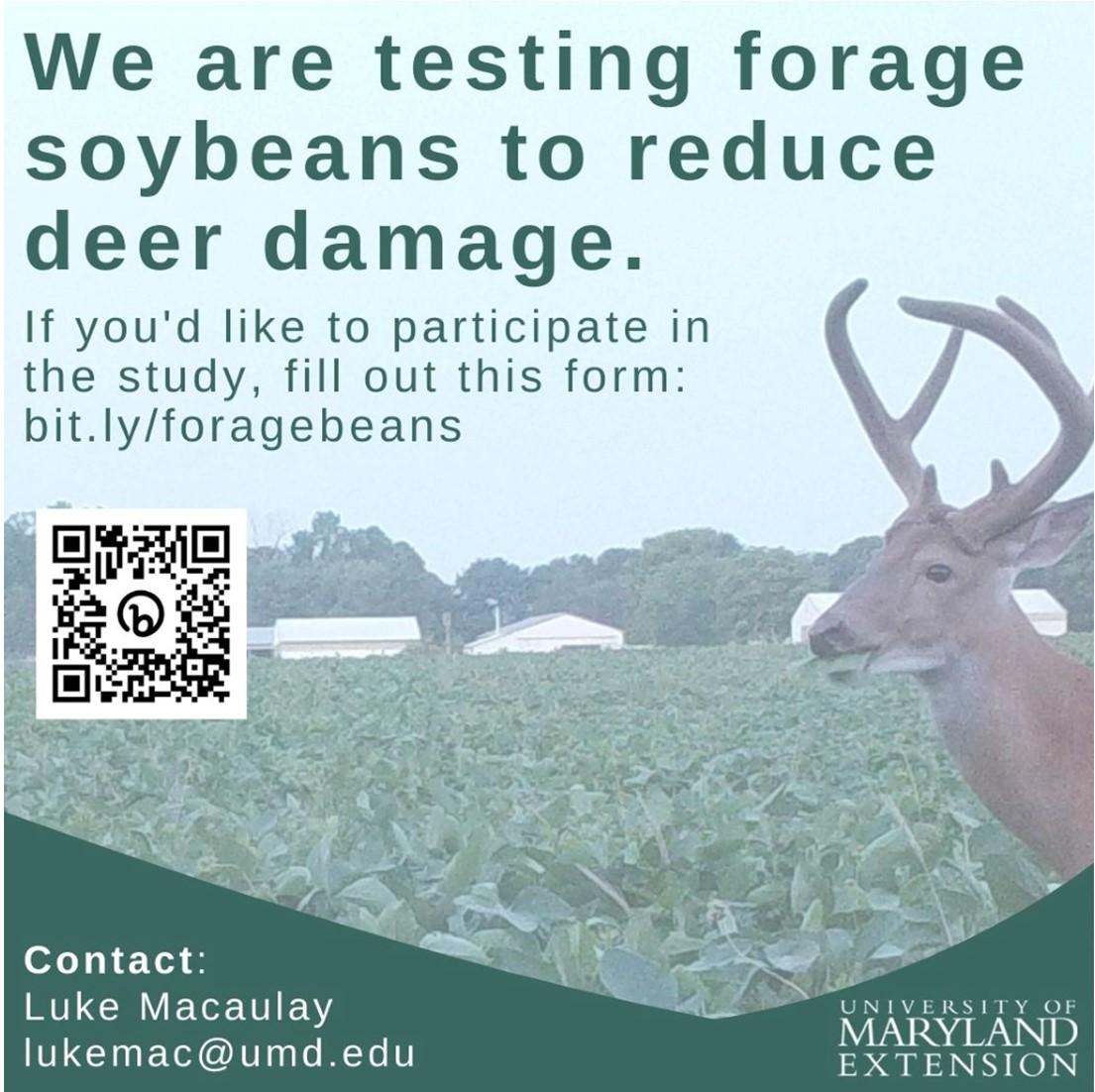 Advertisment-testing forage soybeans to reduce deer damage. Looking for participants for the study by going to bit.ly/foragebeans