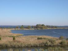 Chesapeake, Tidal, Wetlands