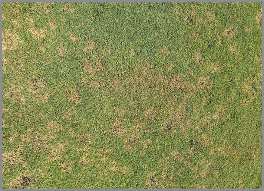 Dollar spot disease on turfgrass