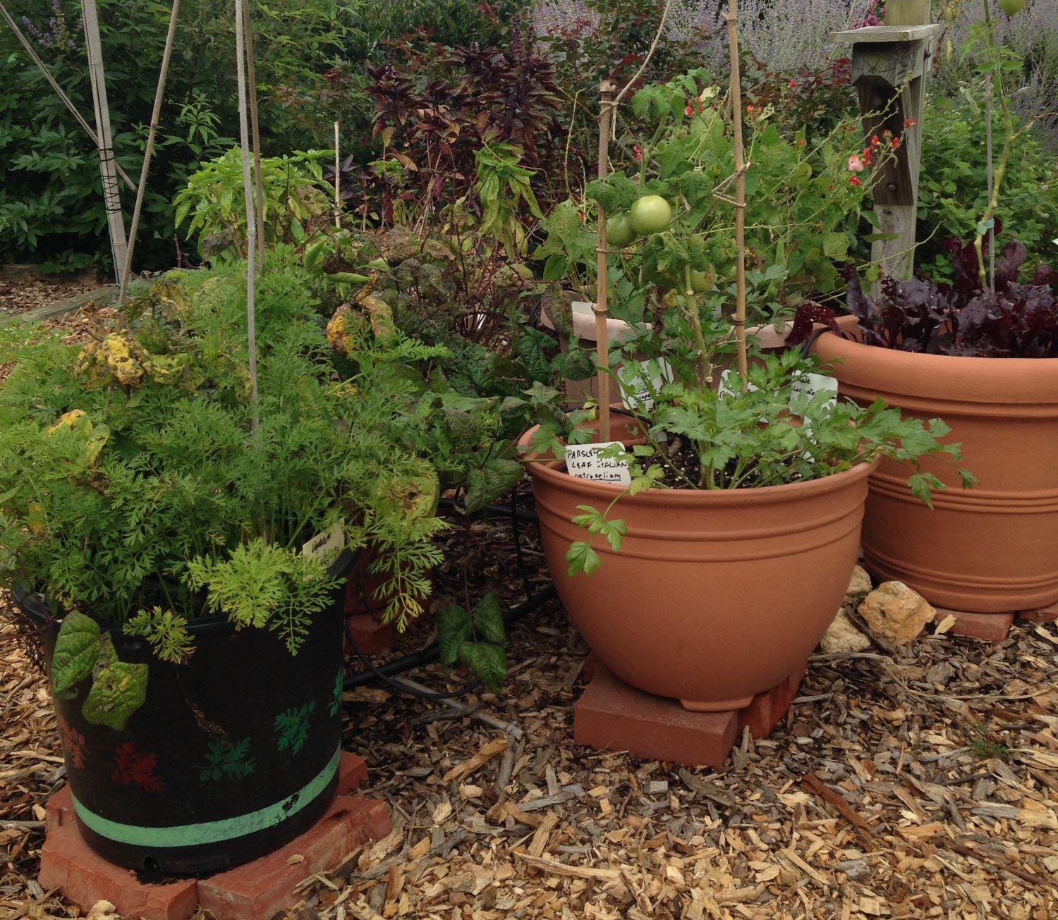 plants growing in pots - un huerto en una maceta