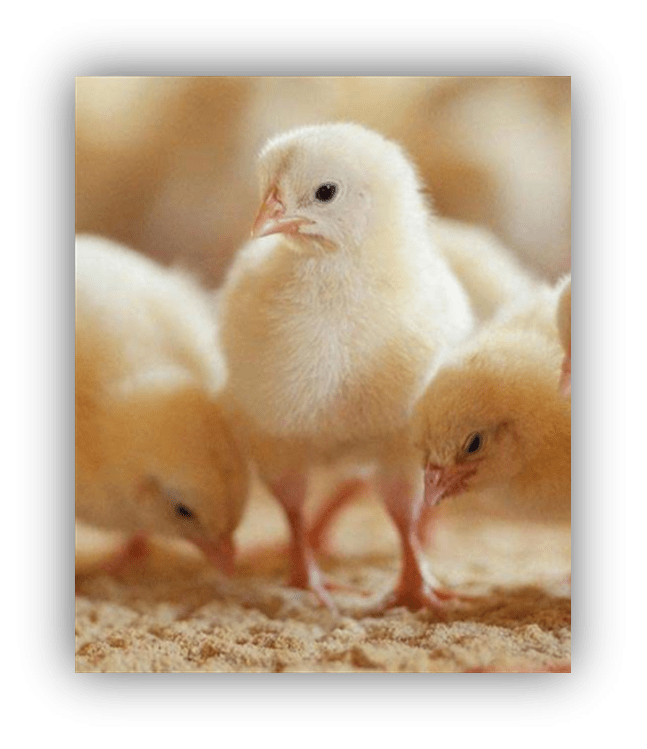 Baby chicks from Cover Page 