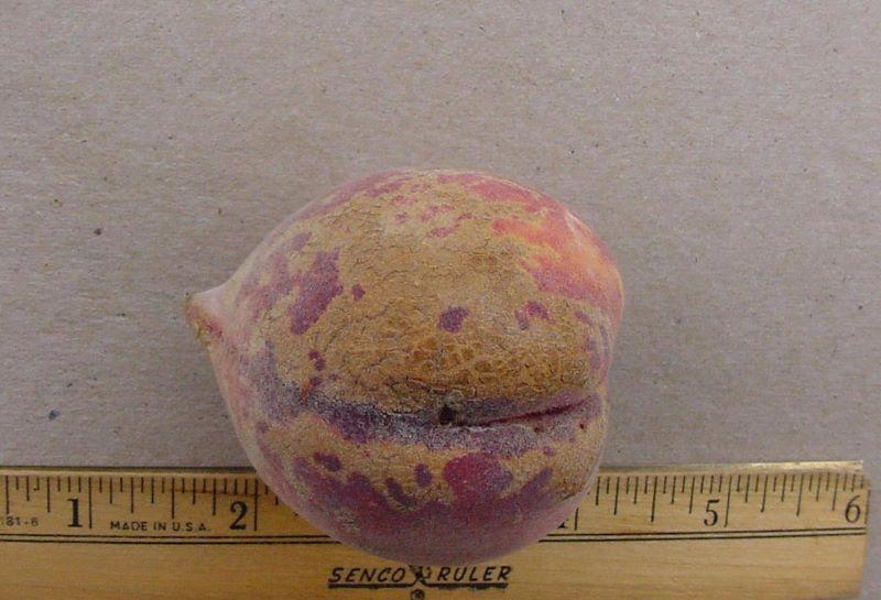 brown areas and rough skin of a peach fruit due to pesticide injury