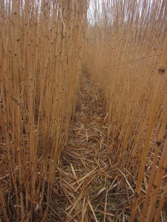Miscanthus in winter prior to harvest.