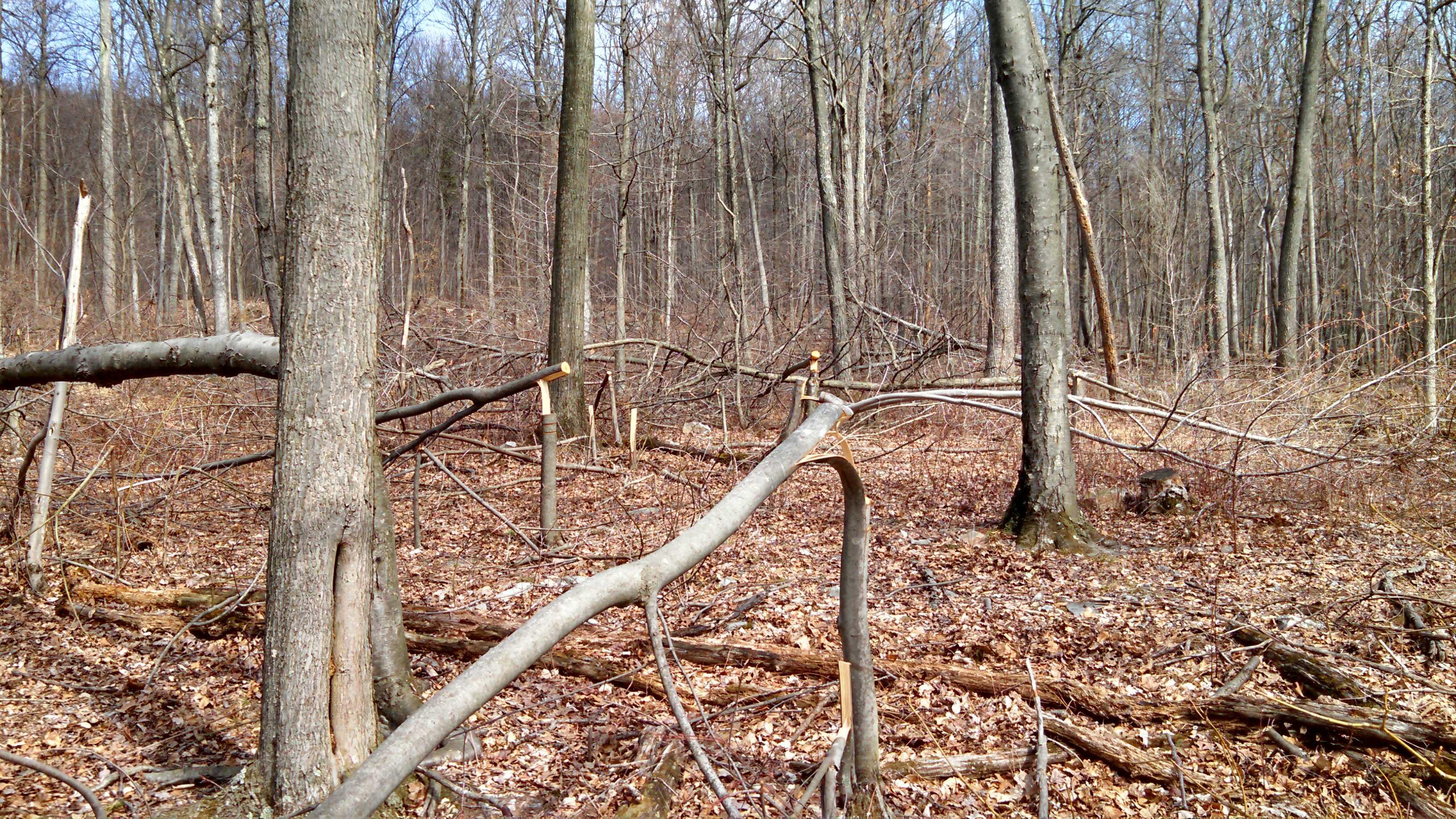 Woodland wildlife management technique for Spring 2024 Brain Tickler