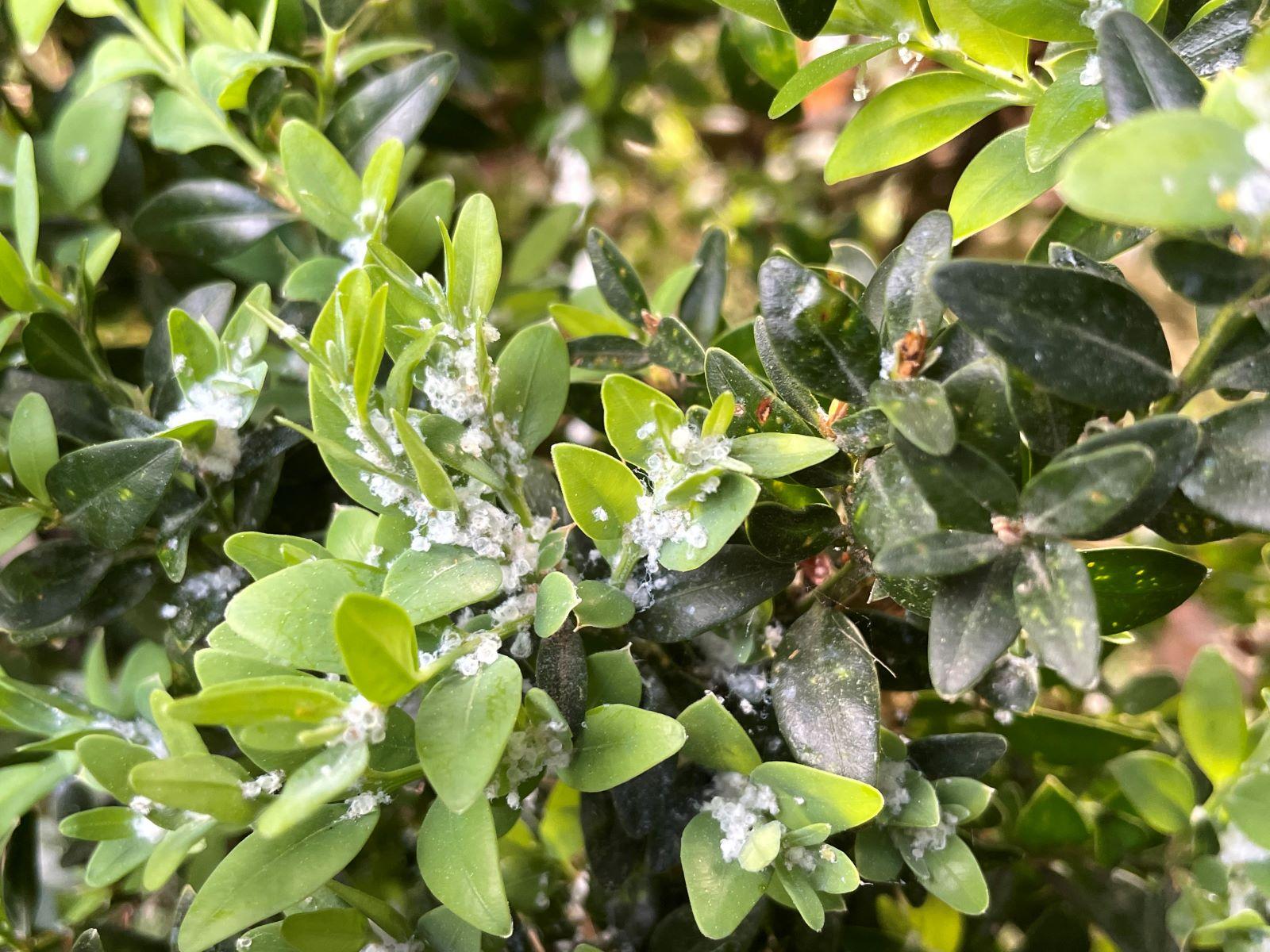white fluffy wax material on boxwood shrub - from boxwood psyllid insects