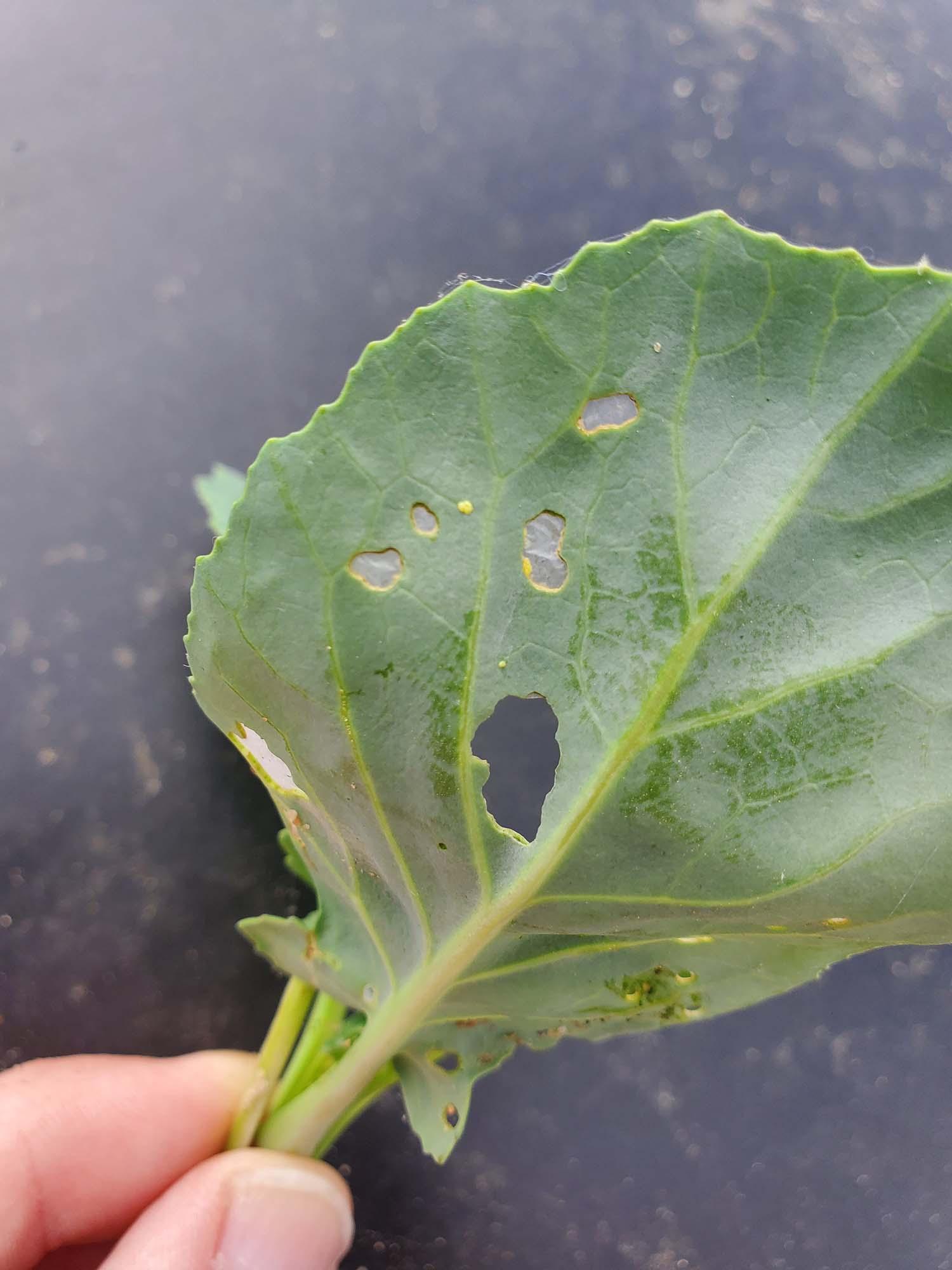 IPM Vegetable and Fruit Scouting Tips | University of Maryland Extension