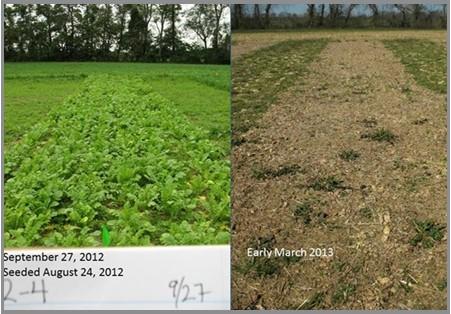 The forage radish cover crop, planted early, bravely endured a hurricane and extremely wet soil conditions in the fall. By late September, the presence of bare patches of soil (left) clearly marked the areas where weeds had grown back in March (right).