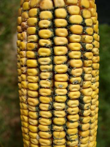Trichoderma on ear of corn