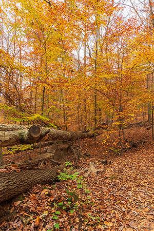 Golden Autumn Foliage in Cunningham Falls State Park, MD. Photo by Liz Albro Photos/Adobe Stock