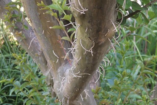 Thread-like sawdust emerging from a crapemyrtle trunk