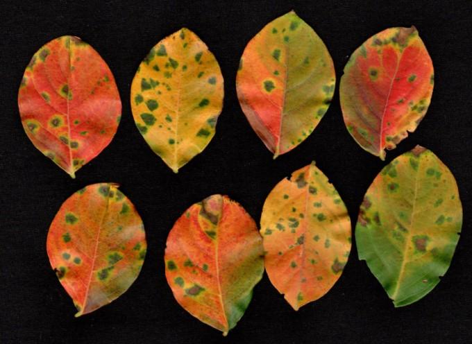 Green-edged dead spots on autumn-colored crapemyrtle leaves