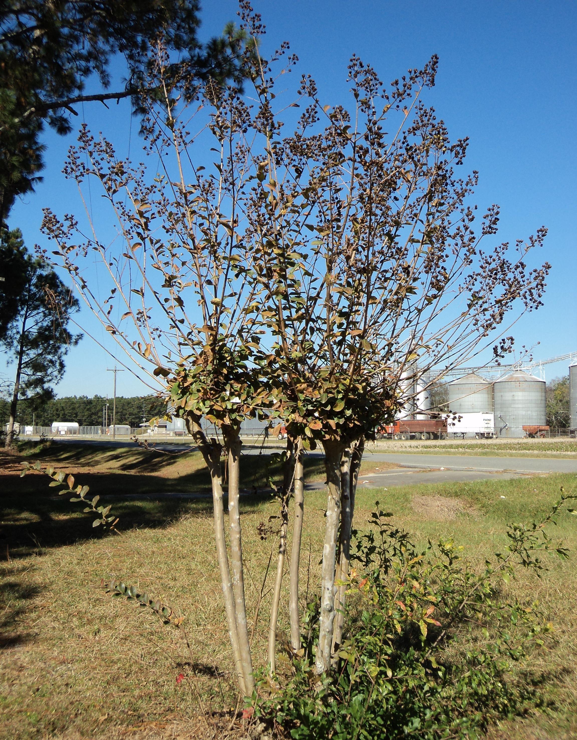 Leaf growth from the base of a crapemyrtle with no leaves on branches
