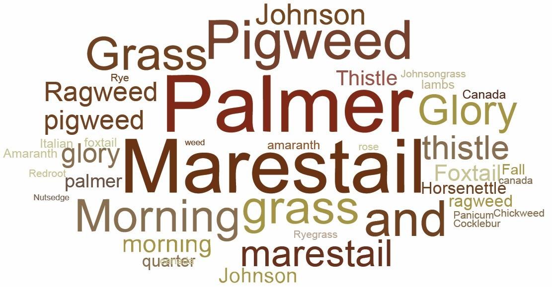A word cloud on the top most troublesome weeds.