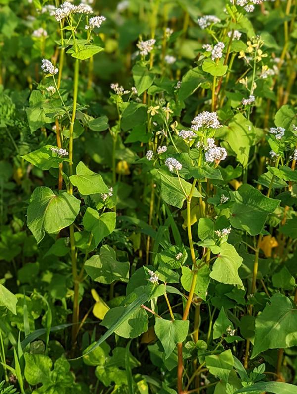 Buckwheat cover crop smothering weeds.