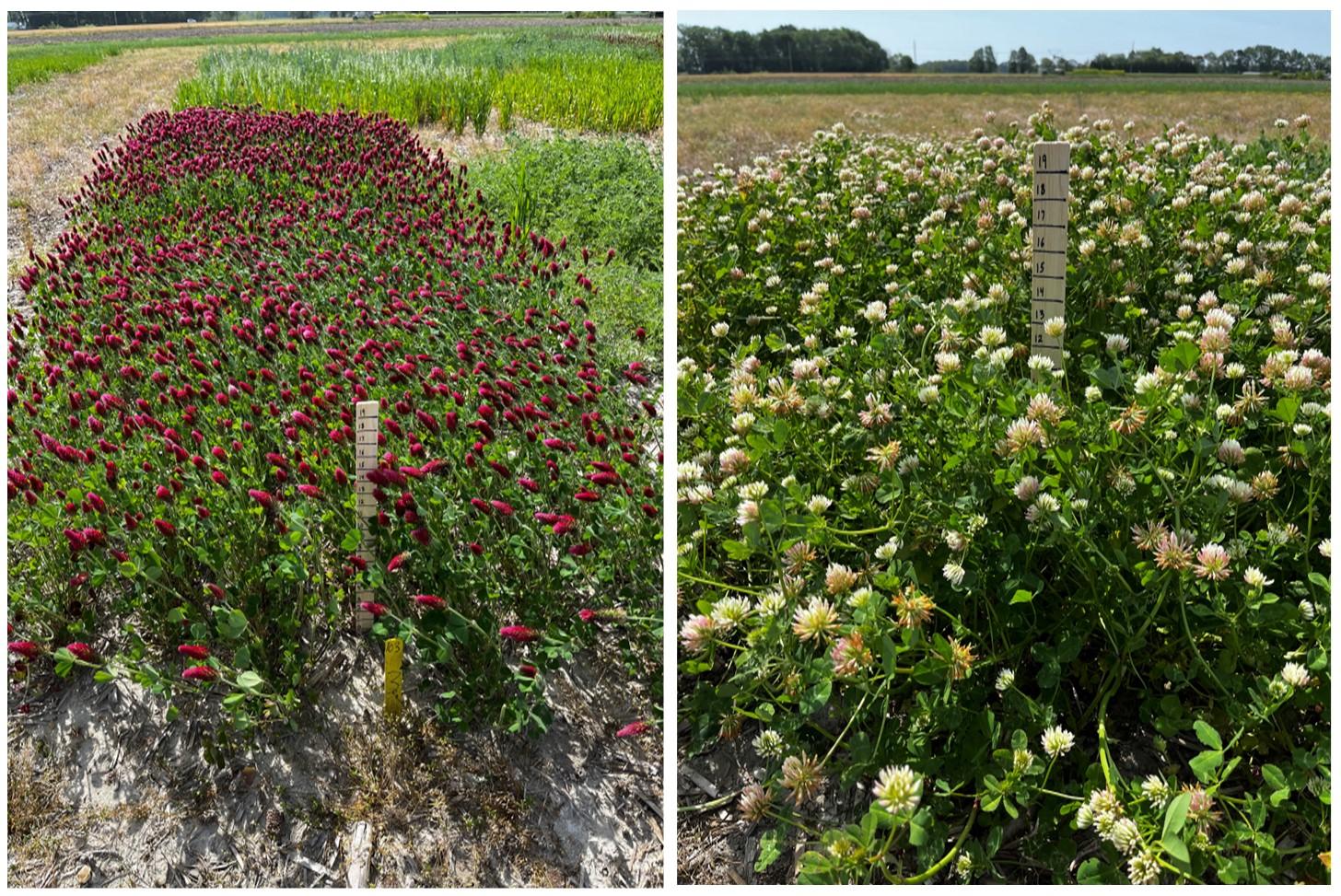 Crimson clover (left) and balansa clover (right)